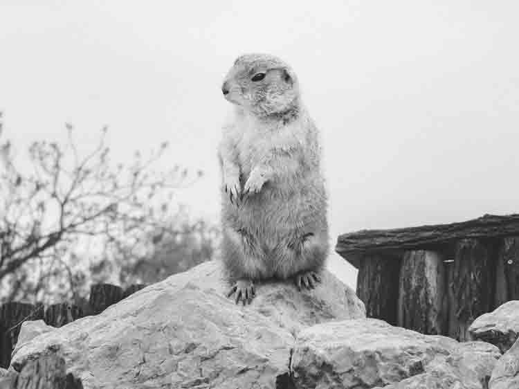 Find A Job Shadow like it’s Groundhog day