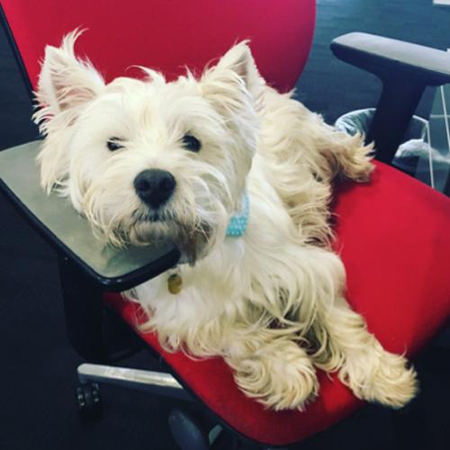 Bring Your Dog to Work