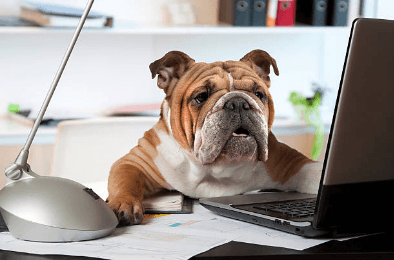 Dog office day | Professioni pet-friendly